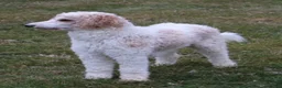 Mini Goldendoodle dogs for sale: Robin - Ad 6
