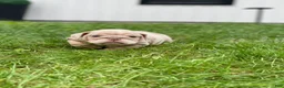 English Bulldog dogs for sale: ENGRID - Ad 5
