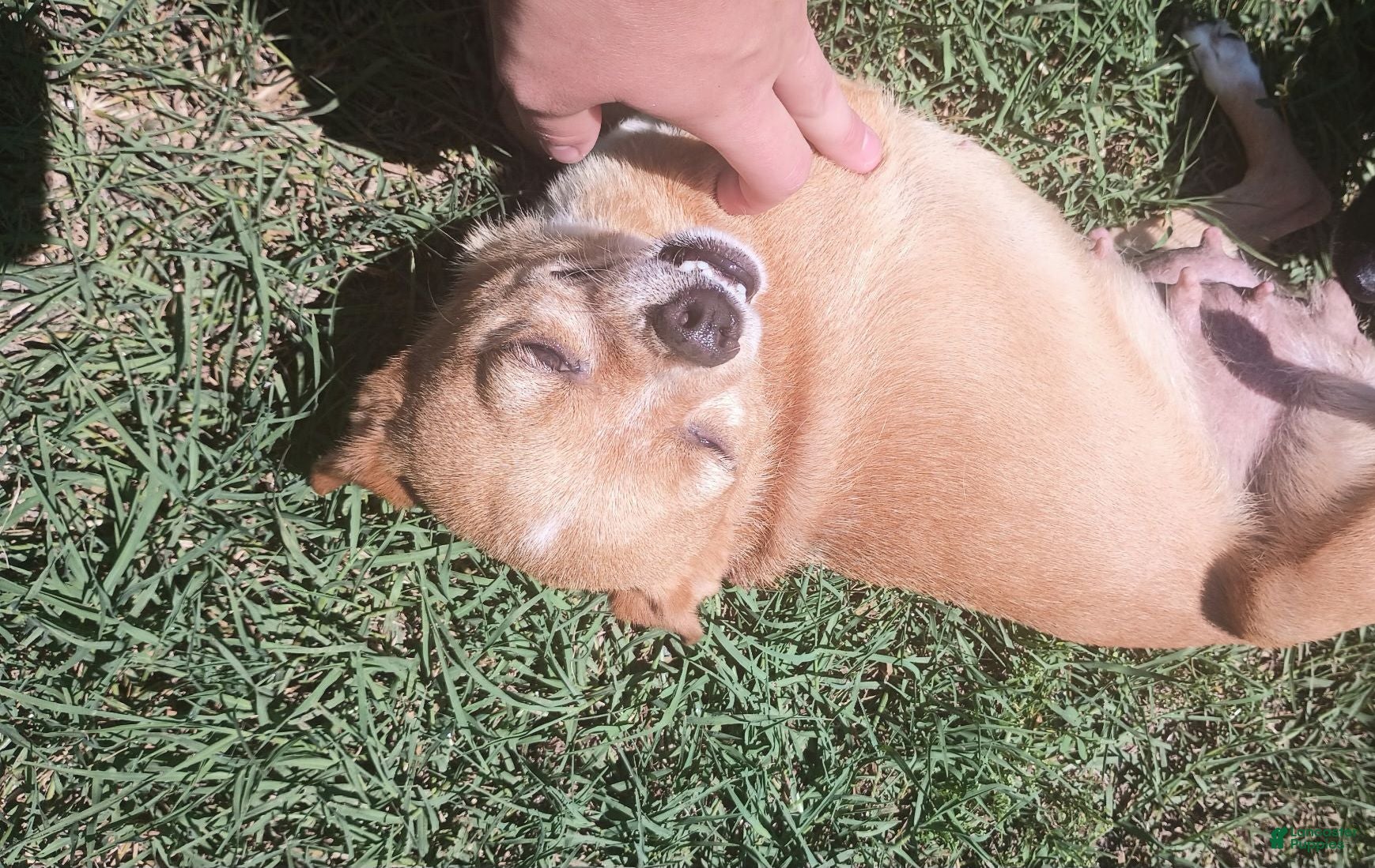 Chihuahua dogs Punkin - Ad 19