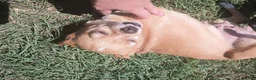 Chihuahua dogs for sale: Punkin - Ad 1