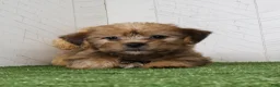 Shorkie dogs for sale: Ike - Ad 7