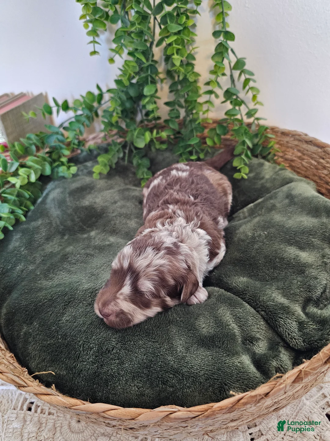 Mini Goldendoodle dogs for sale: Reed - Ad 8