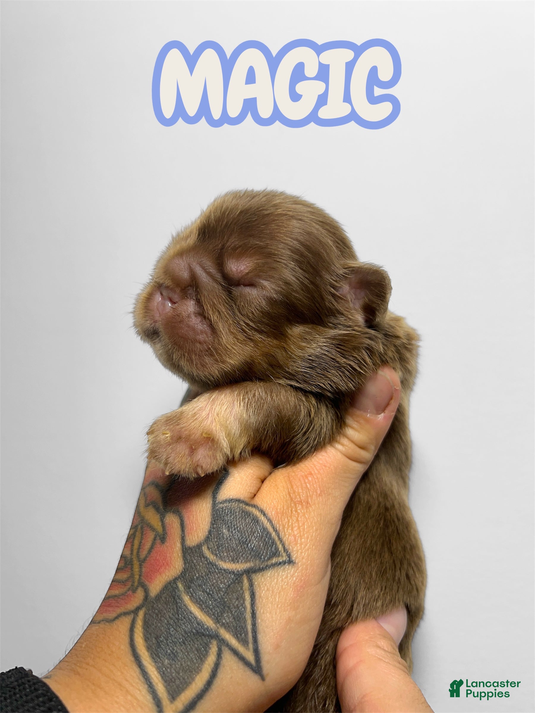 French Bulldog dogs Magic - Ad 1