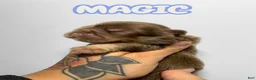 French Bulldog dogs for sale: Magic - Ad 1
