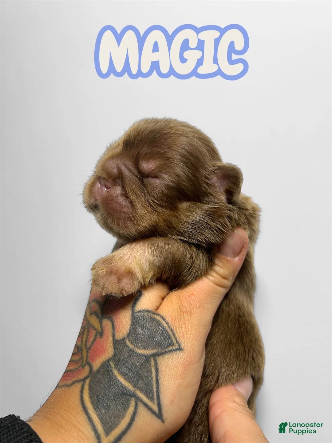 French Bulldog dogs for sale: Magic - Ad 1