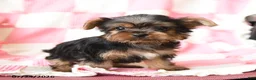 Yorkshire Terrier dogs for sale: Hector - Ad 3