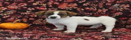 Jack Russell Terrier dogs for sale: Sugar - Ad 2