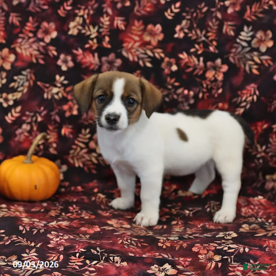 Jack Russell Terrier dogs for sale: Sugar - Ad 2