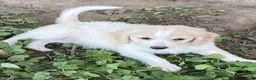 Goldendoodle dogs for sale: Goldendoodle 3 - Ad 27