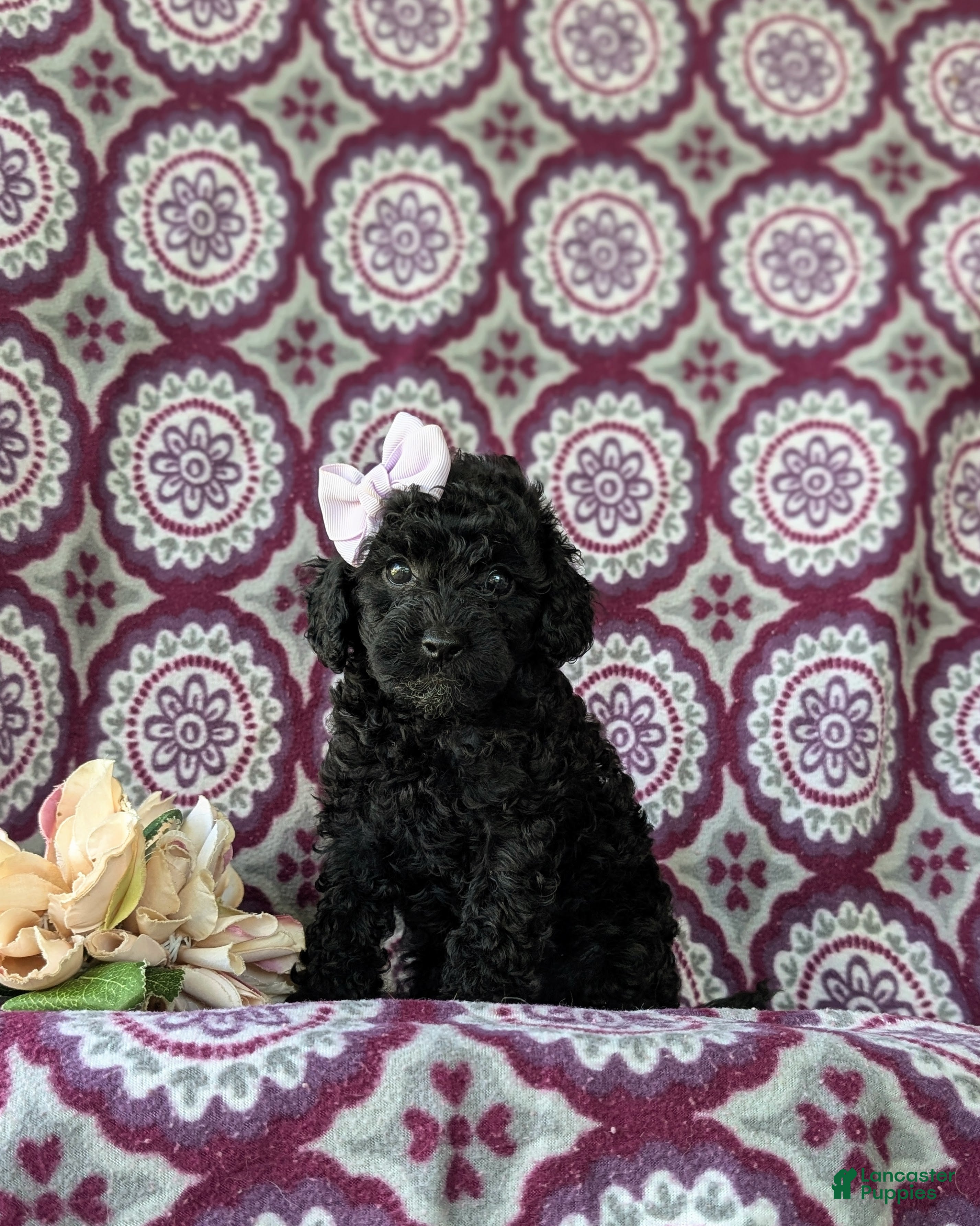Cockapoo dogs for sale: Brin Hypoallergenic - Ad 3