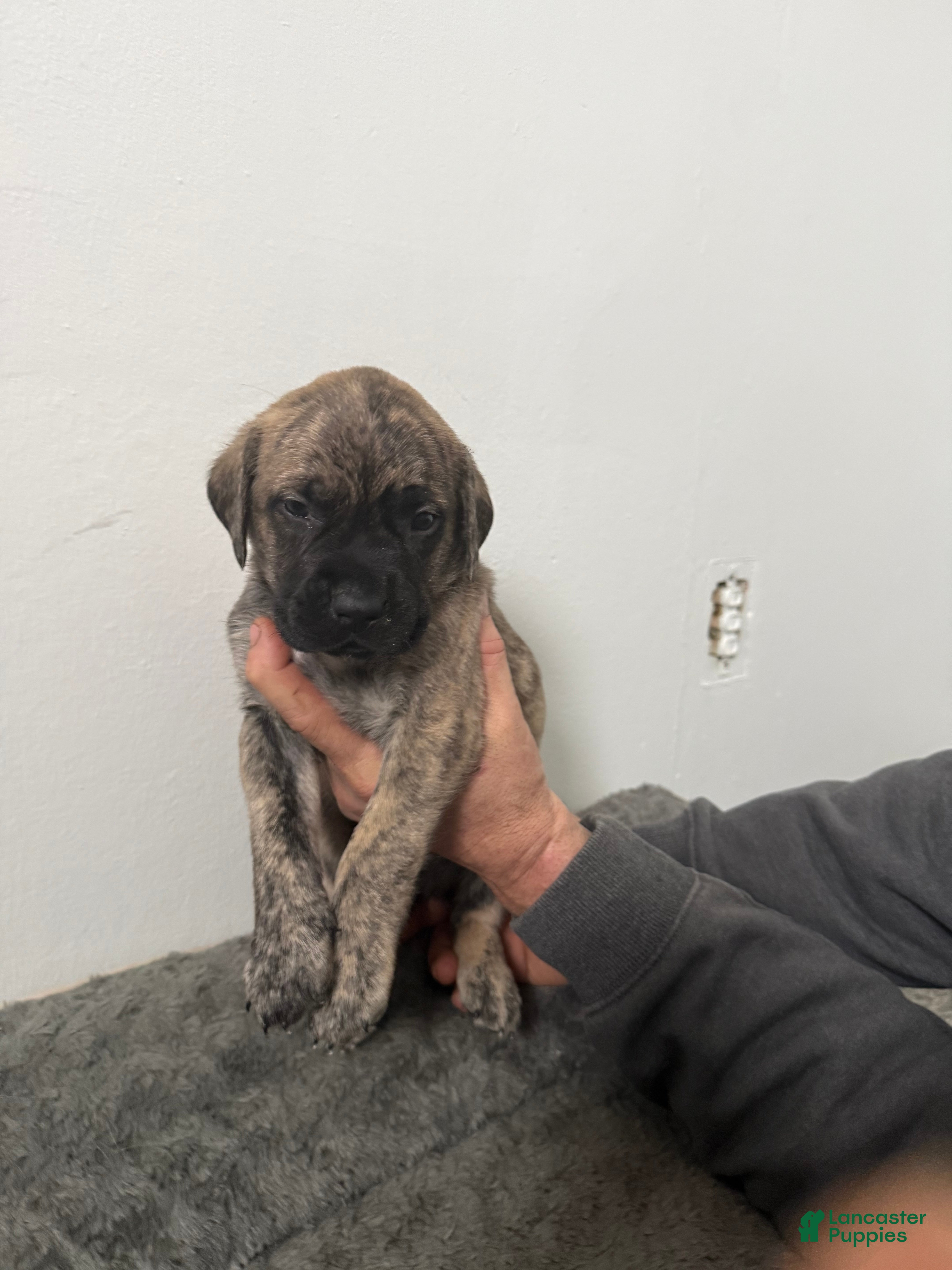 English Mastiff dogs English Mastiff Puppy 1 - Ad 37
