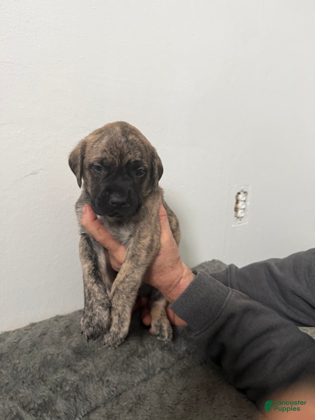English Mastiff dogs for sale: English Mastiff Puppy 1 - Ad 1