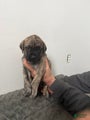 English Mastiff Puppy 1