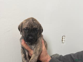 English Mastiff dogs English Mastiff Puppy 1 - Ad 37