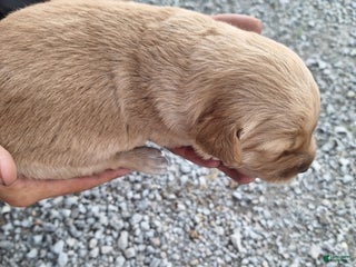 Golden Retriever dogs - Ad 32