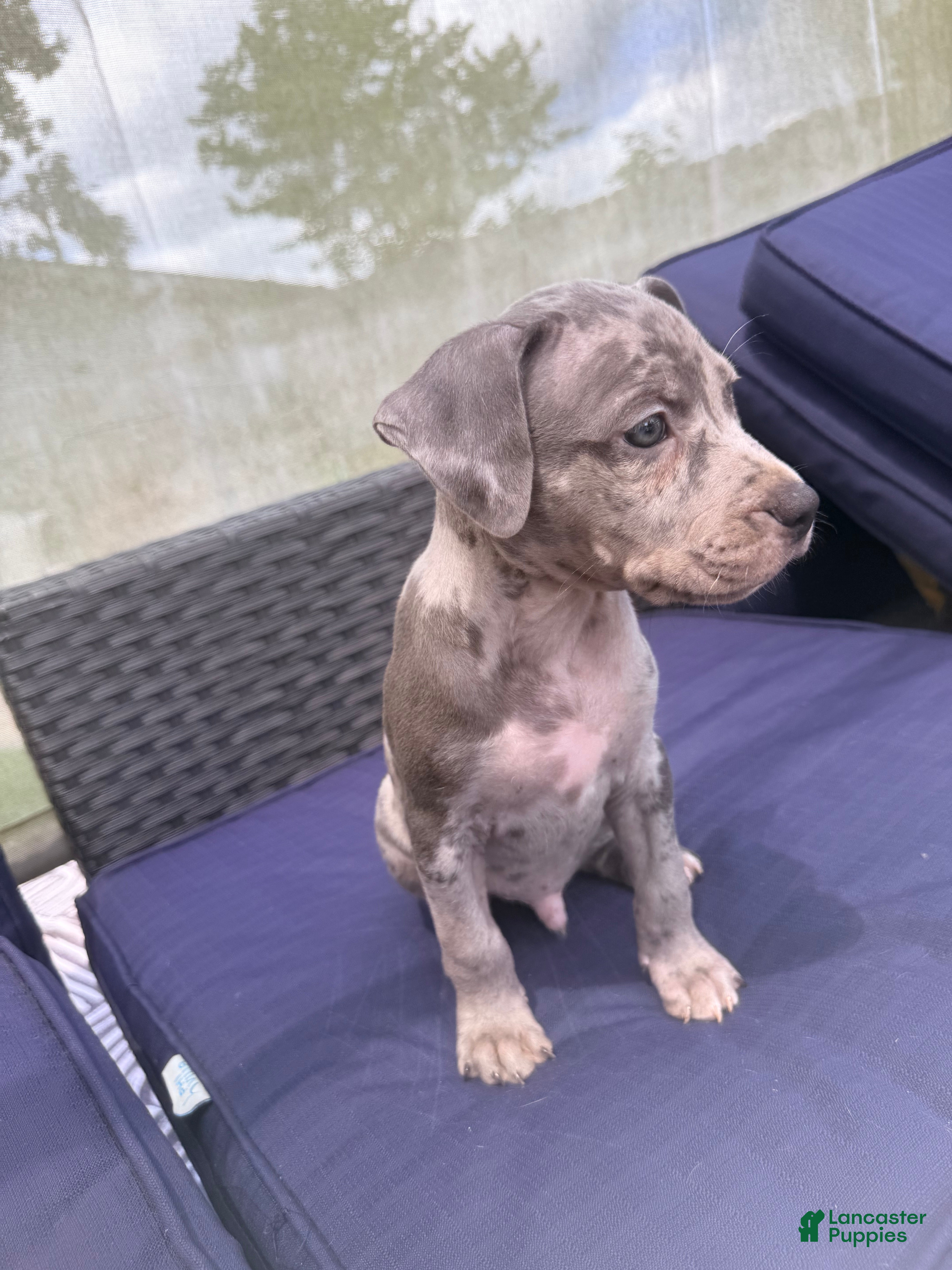 Mixed Breed dogs peppa - Ad 1