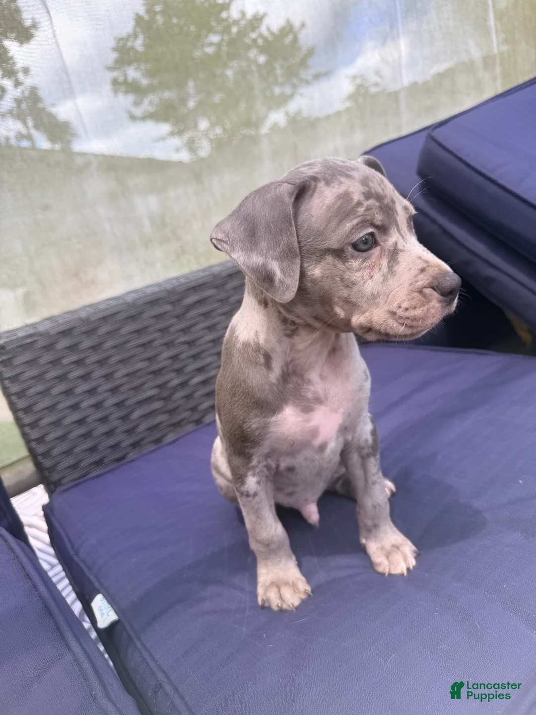 Mixed Breed dogs for sale: peppa - Ad 1