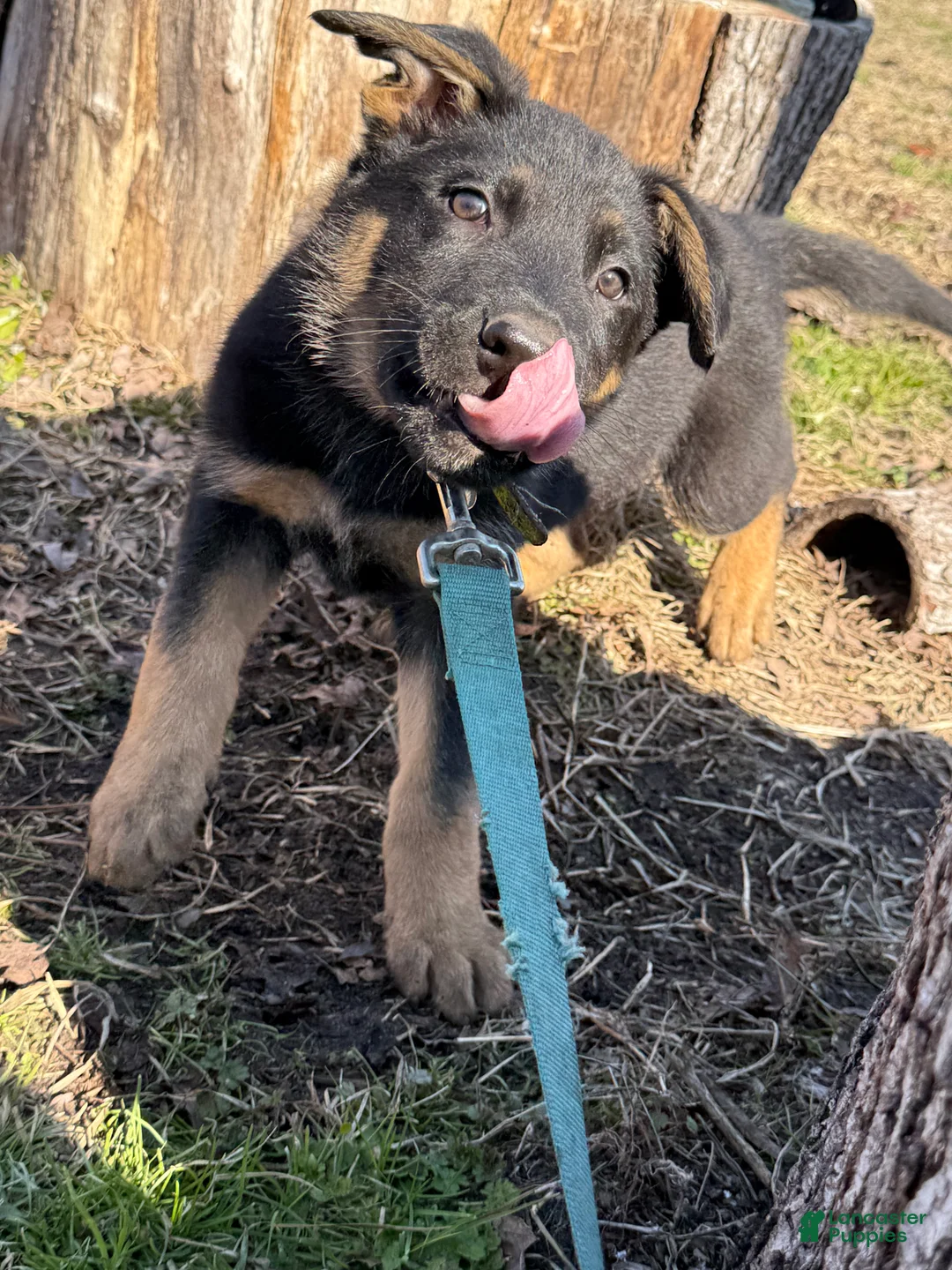 German Shepherd dogs for sale: Green - Ad 1