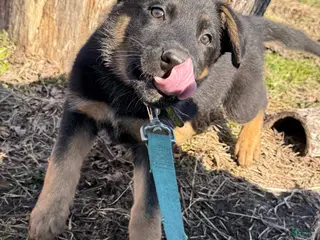 German Shepherd dogs Green - Ad 13