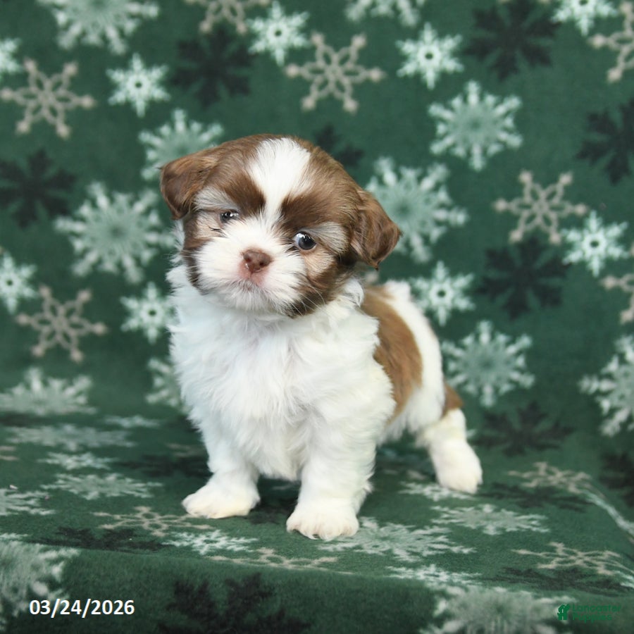 Shih Tzu dogs Ricky  - Ad 2