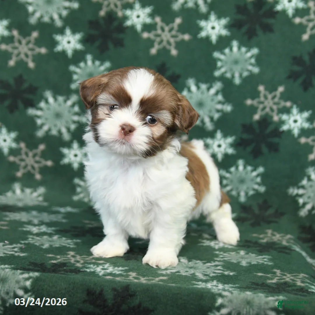 Shih Tzu dogs for sale: Ricky  - Ad 2