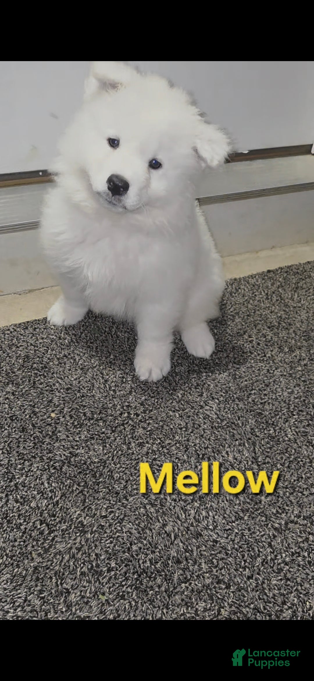 Samoyed dogs Mellow - Ad 3