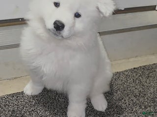 Samoyed dogs Mellow - Ad 8