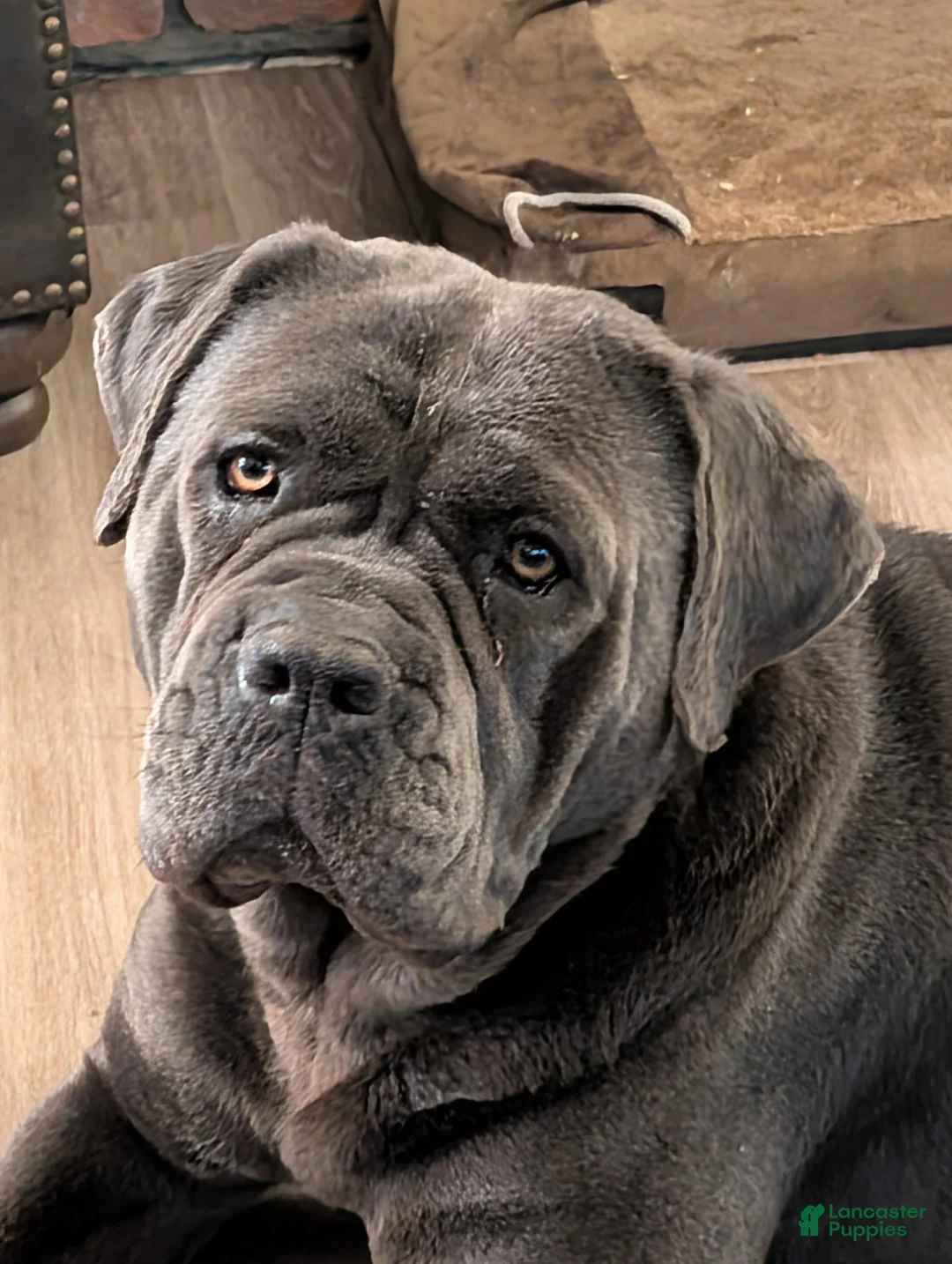 Cane Corso dogs for sale: Cane Corso 2 - Ad 4