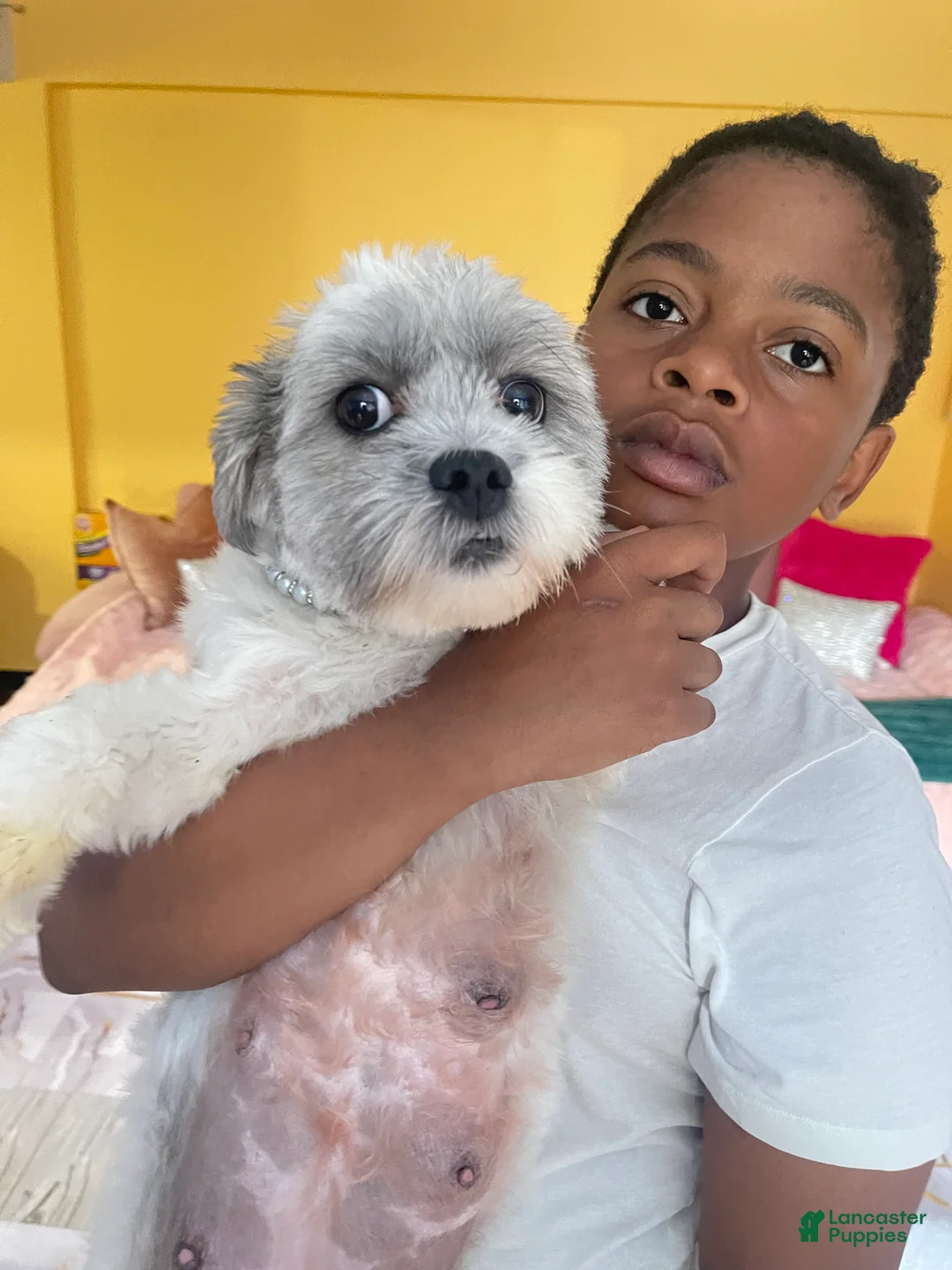 Mixed Breed dogs for sale: Mixed Breed Puppy 1 - Ad 2