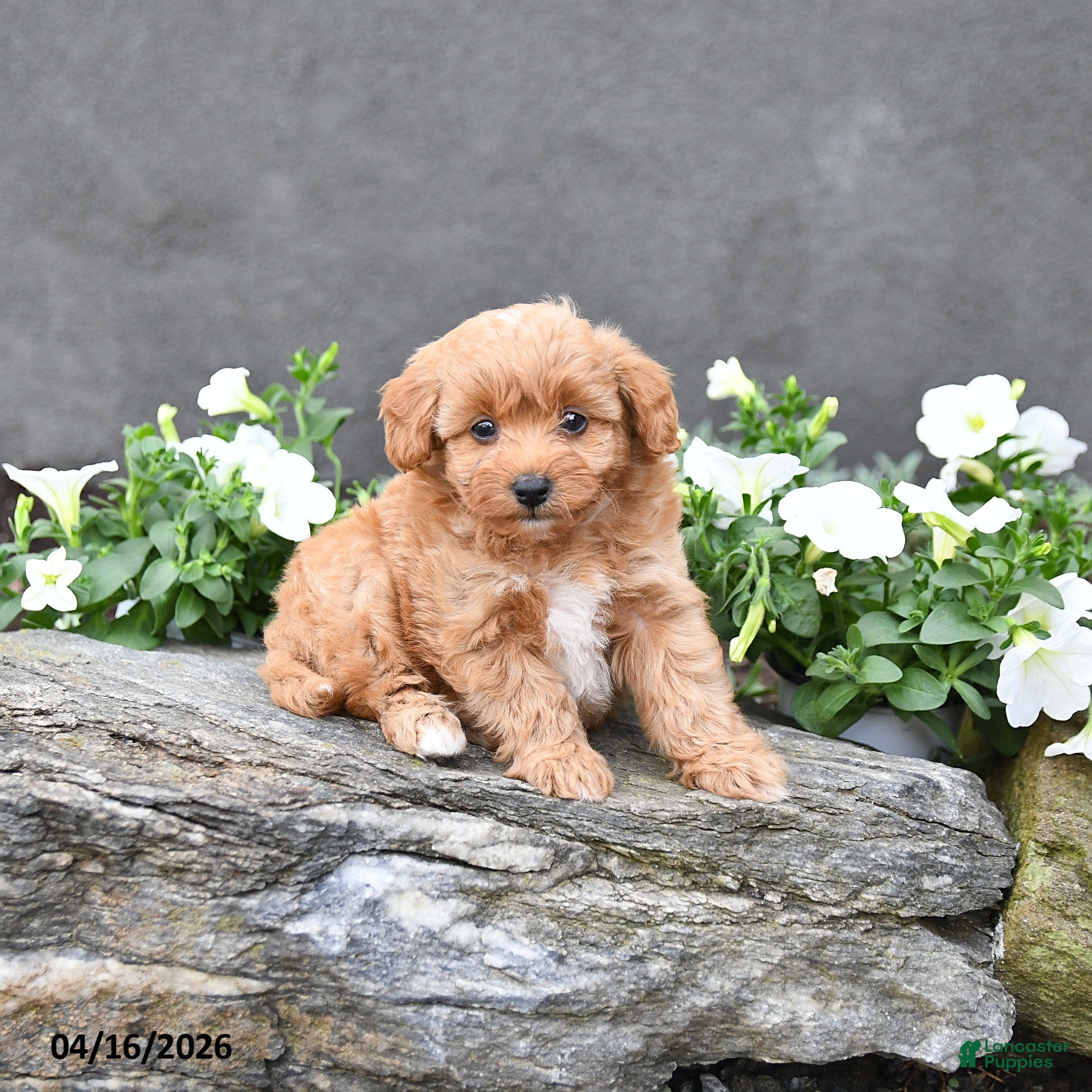 Cavapoo dogs Tucker - Ad 1