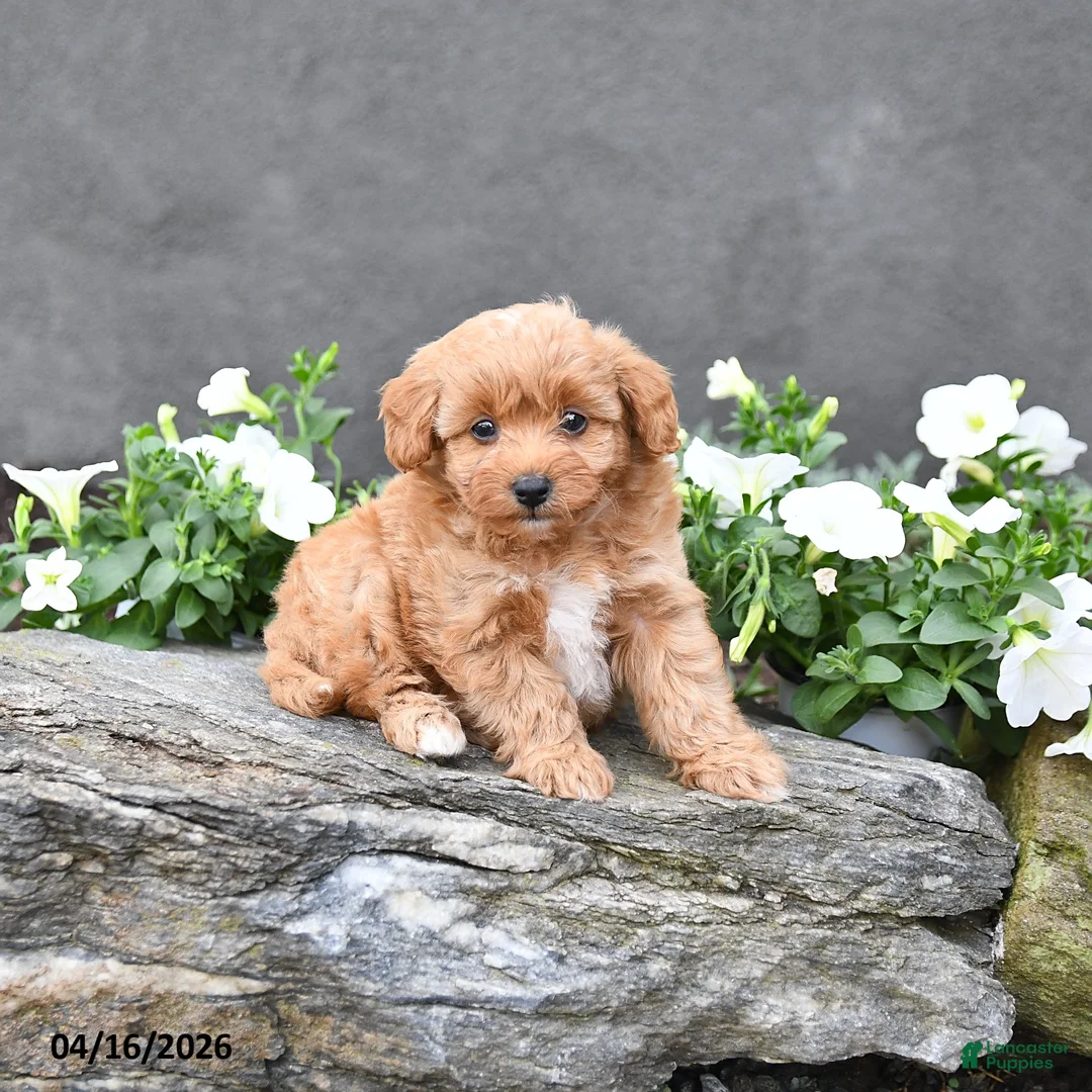 Cavapoo dogs for sale: Tucker - Ad 1