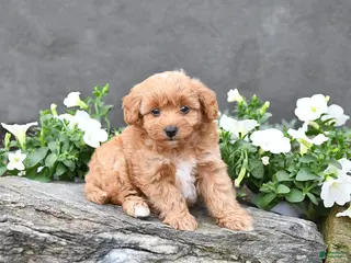 Cavapoo dogs for sale: Tucker - Ad 2