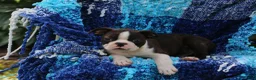 Boston Terrier dogs for sale: Buster - Ad 2