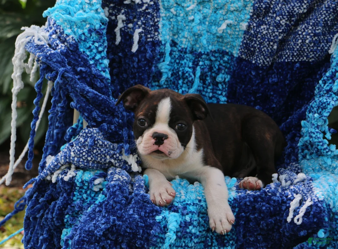 Boston Terrier dogs for sale: Buster - Ad 2