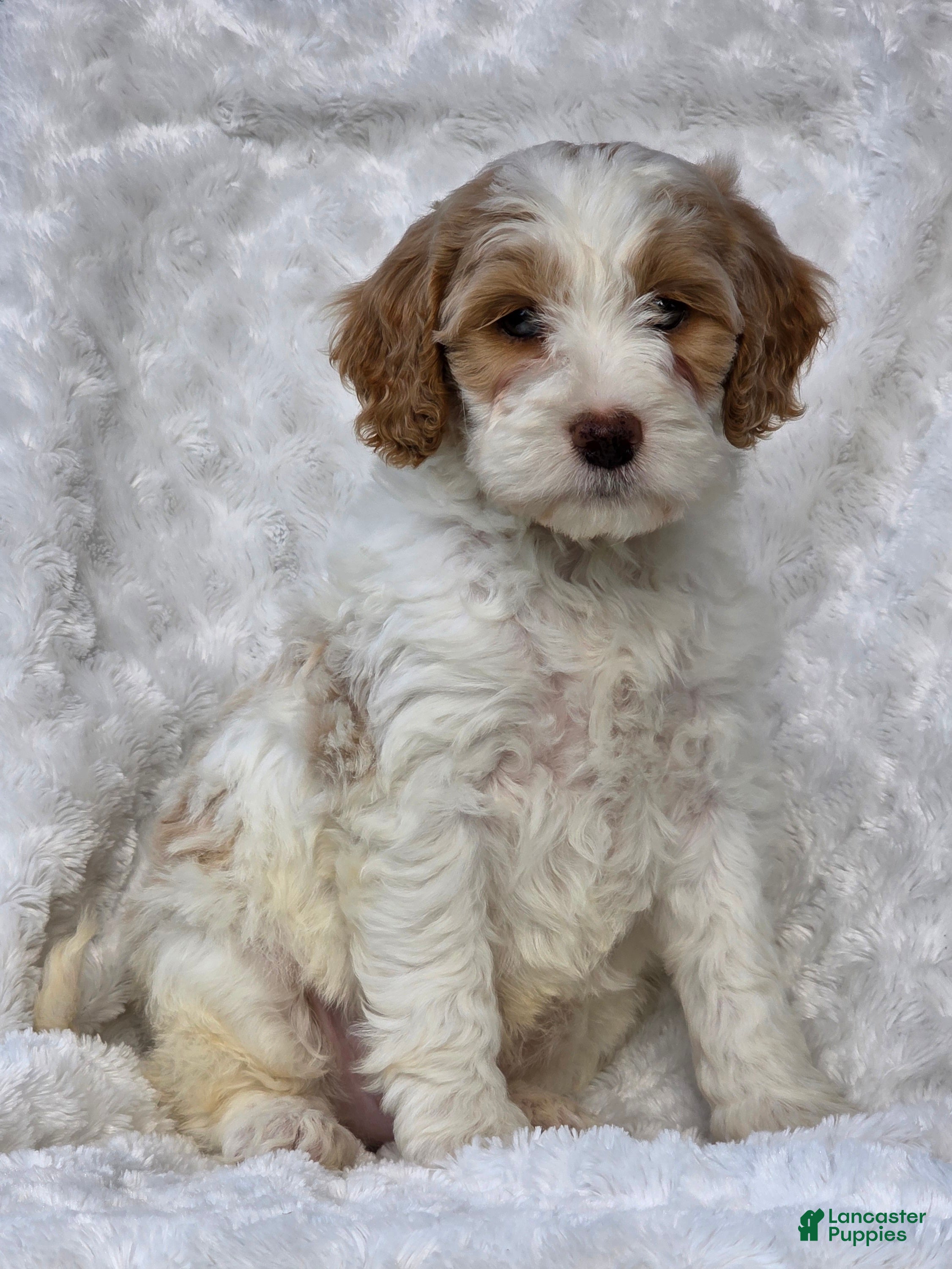 Mini Goldendoodle dogs Bryce - Ad 1