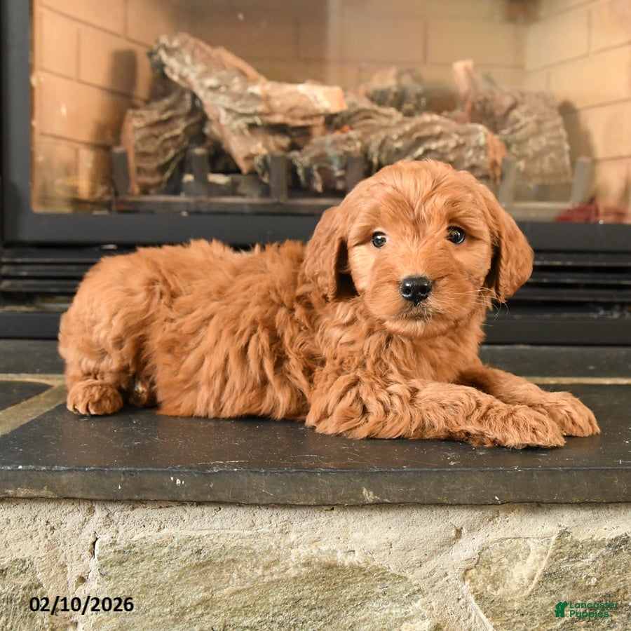 Mini Goldendoodle dogs Bear - Ad 2