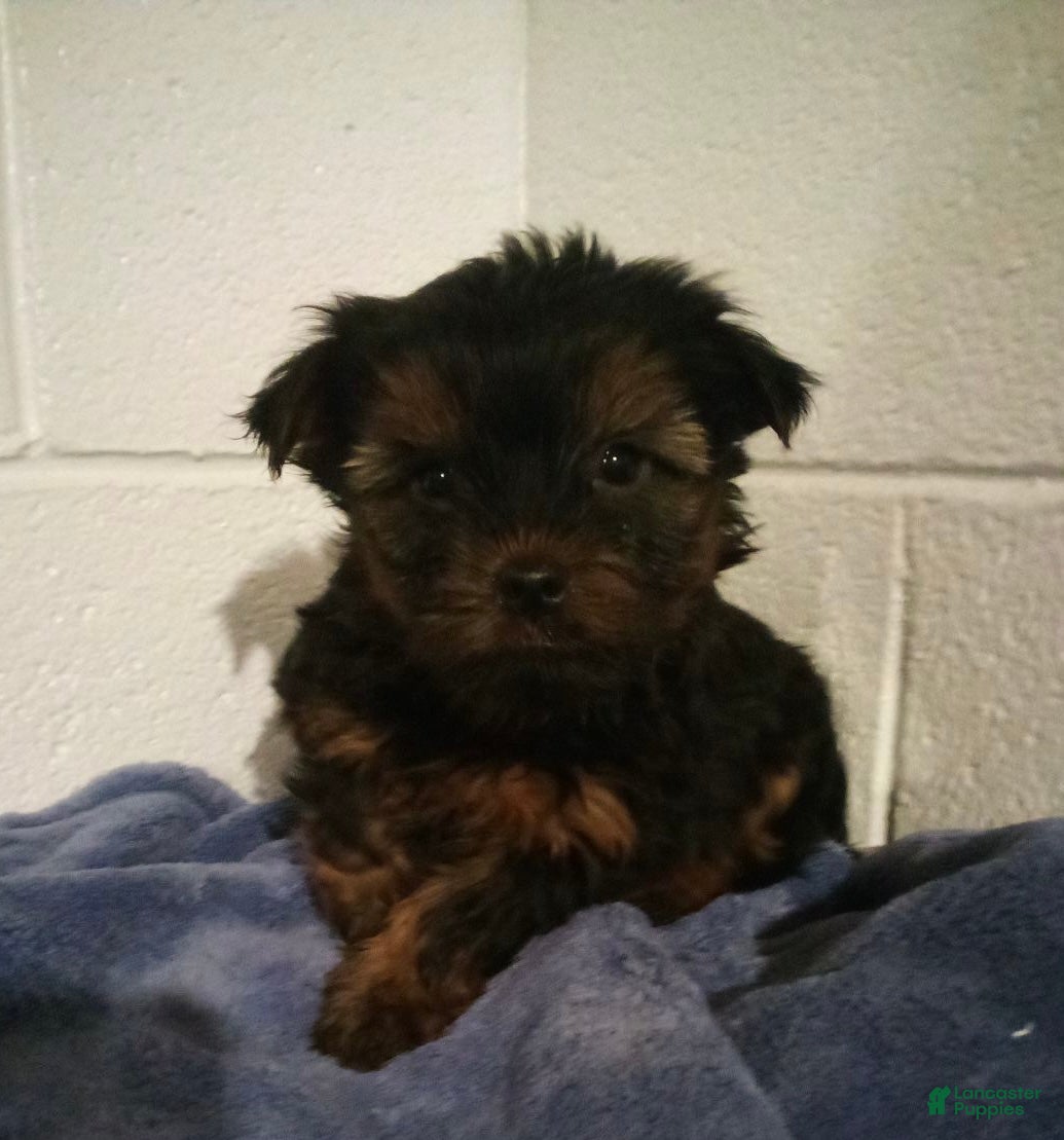 Yorkshire Terrier dogs Hunter - Ad 2