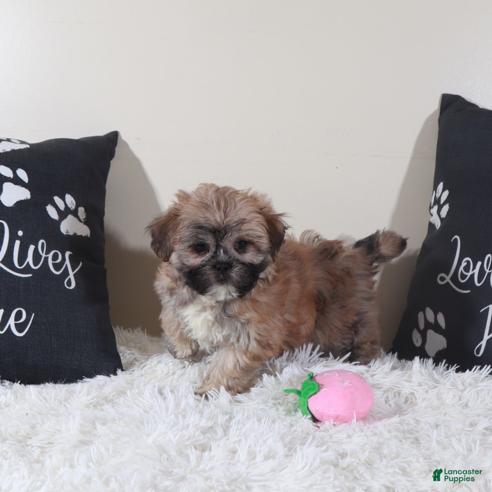 Teddy Bear dogs Teddy Bear Sophie - Ad 25