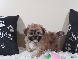 Teddy Bear dogs Teddy Bear Sophie - Ad 25