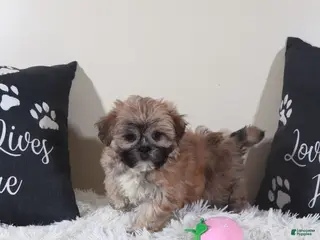 Teddy Bear dogs Teddy Bear Sophie - Ad 20