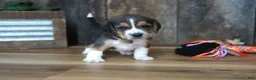 Beagle dogs for sale: Cooper - Ad 4
