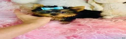 Yorkshire Terrier dogs for sale: Teacup pocket Yorkshire Terrier 1 - Ad 2