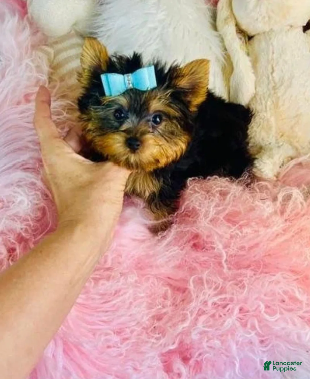 Yorkshire Terrier dogs for sale: Teacup pocket Yorkshire Terrier 1 - Ad 2