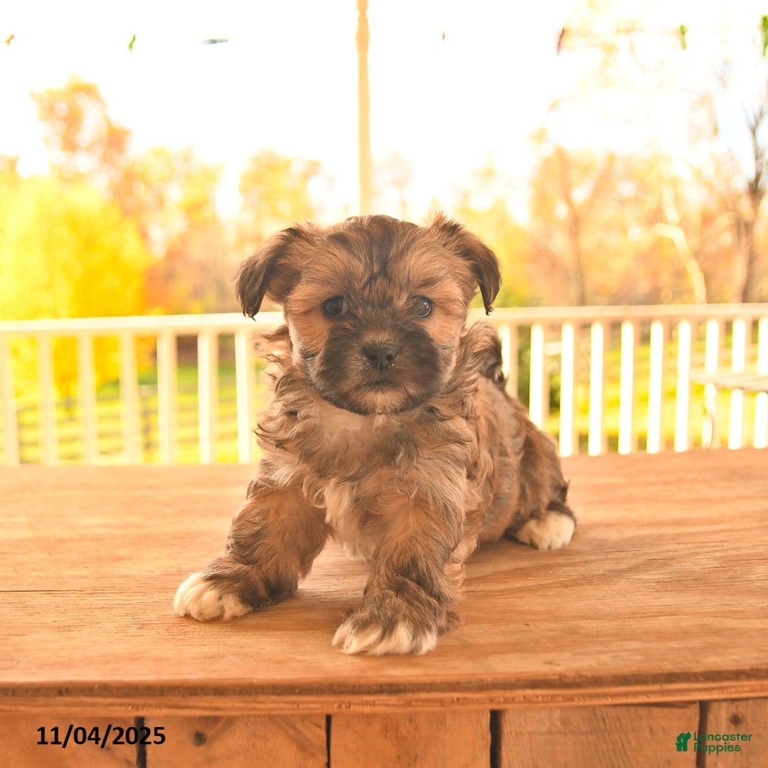 Shorkie dogs for sale: Meadow - Ad 4