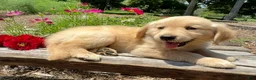 Golden Retriever dogs for sale: Benson - Ad 6