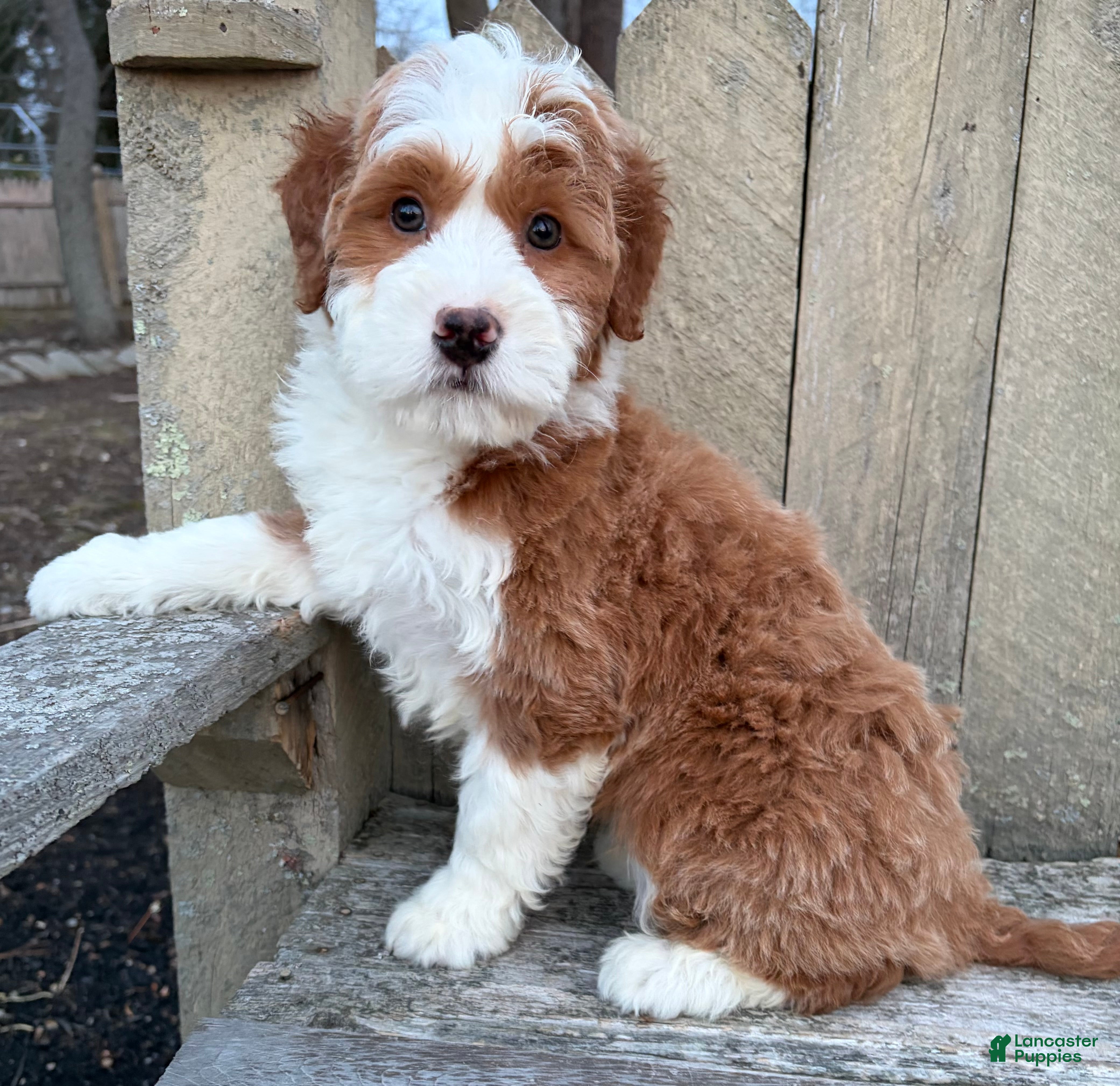 Mini Bernedoodle dogs 💙 IN BOSTON MASSACHUSETTS AREA 💙 RED AND WHITE TUXEDO BOY 💙 MINI BERNEDOODLE 💙 - Ad 13