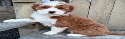 Mini Bernedoodle dogs for sale: 💙 IN BOSTON MASSACHUSETTS AREA 💙 RED AND WHITE TUXEDO BOY 💙 MINI BERNEDOODLE 💙 - Ad 1