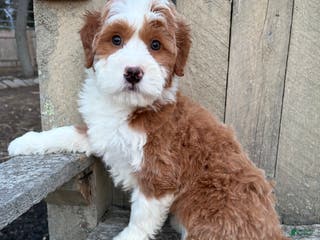 Mini Bernedoodle dogs 💙 IN BOSTON MASSACHUSETTS AREA 💙 RED AND WHITE TUXEDO BOY 💙 MINI BERNEDOODLE 💙 - Ad 13