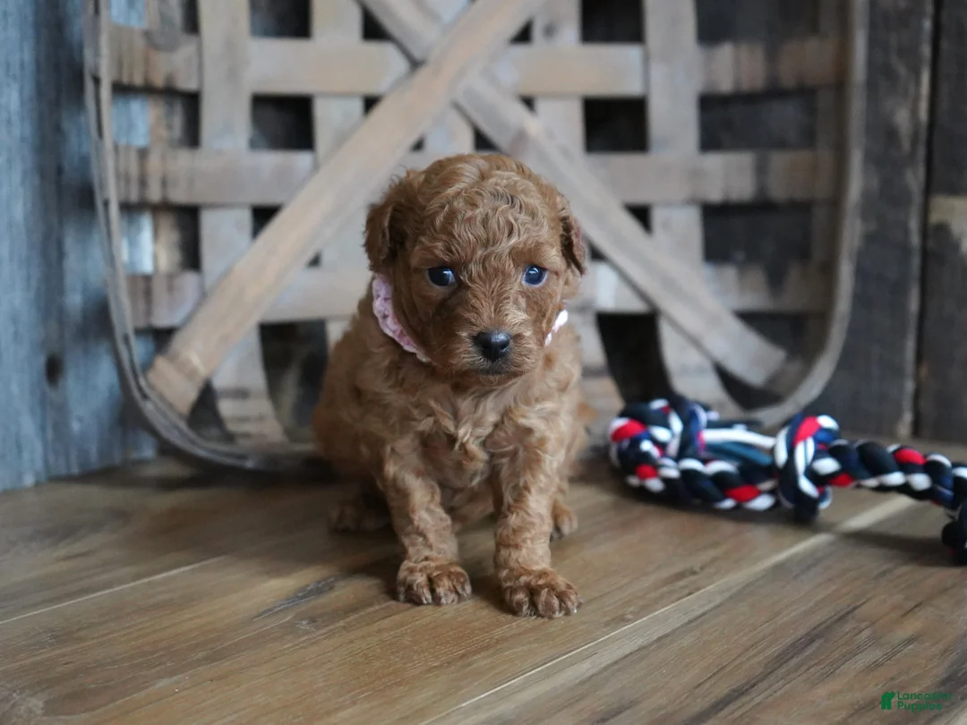 Cavapoo dogs for sale: Amelia - Ad 6