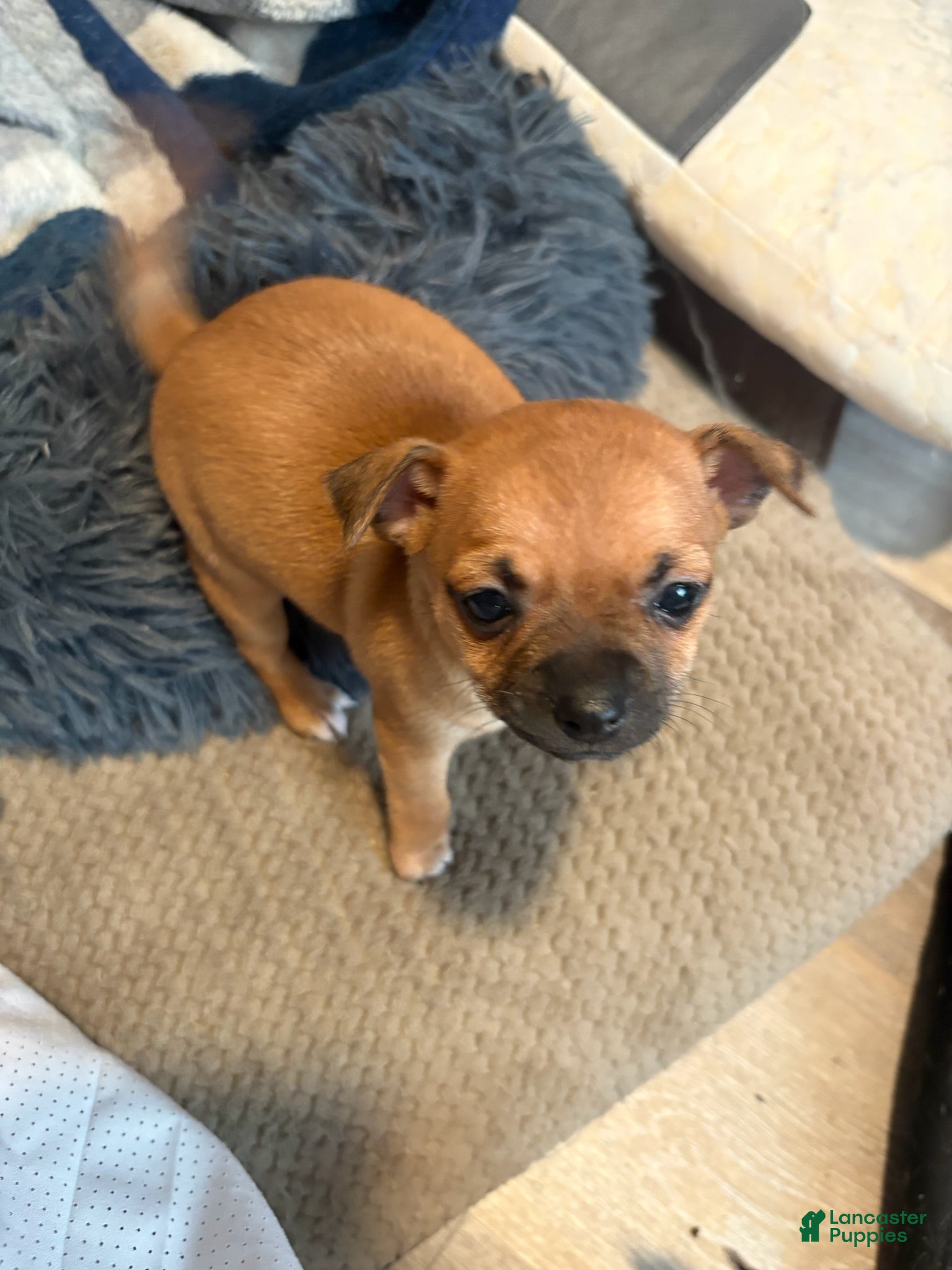 Chihuahua dogs Sandy - Ad 2